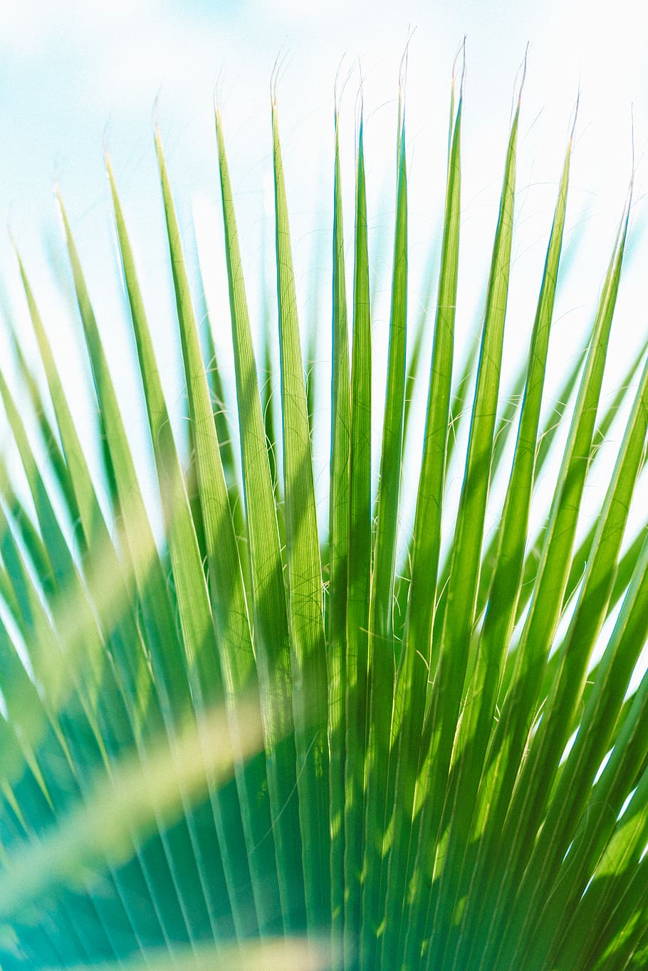 green palm leaf, green color, plant, growth, close-up, nature HD wallpaper