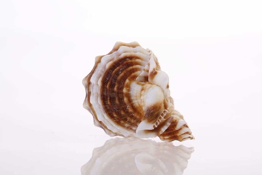 bone, close-up, closeup, coast, coastline, cockle-shell, conch HD wallpaper