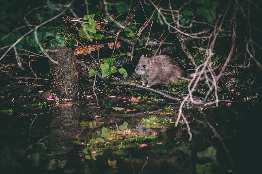 gray rat near tree, animal, animal themes, one animal, animal wildlife HD wallpaper