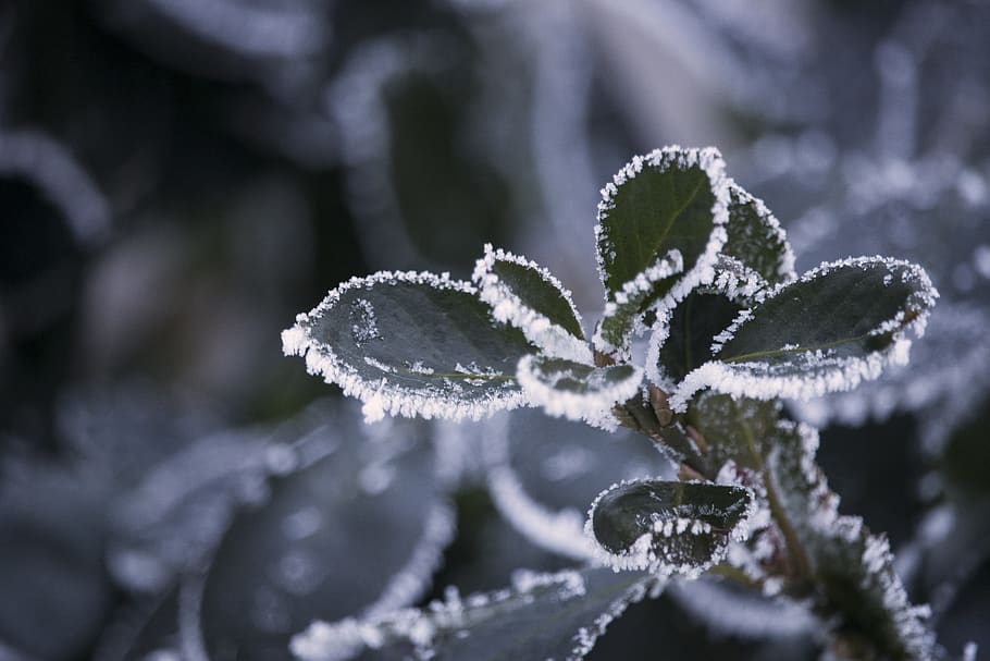 winter, wonderland, cold, frost, nature, change, season, leaf, HD wallpaper