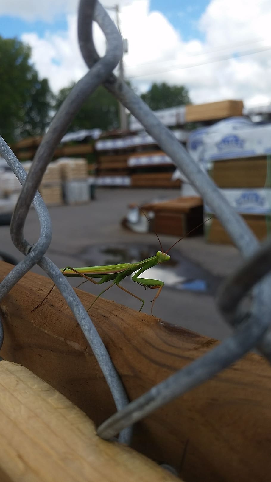 canada, ontario, bug, praying mantis, nature, fence, close-up HD wallpaper