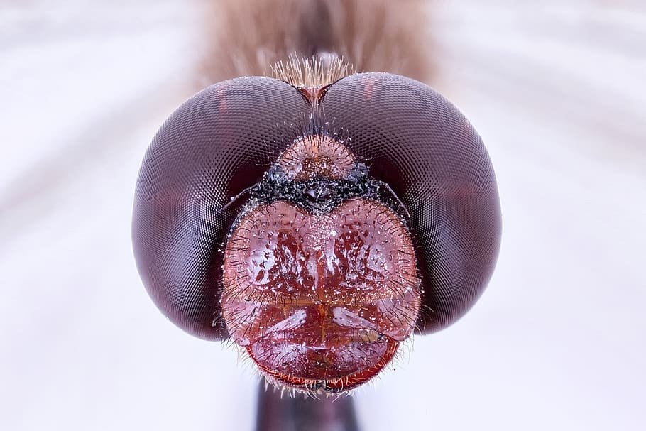 dragonfly, head, face, stacking, macro, close-up, human body part HD wallpaper