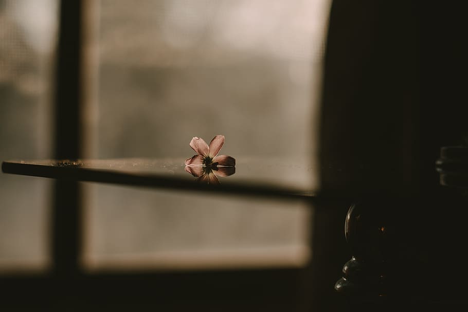 1280x800px | free download | HD wallpaper: Petaled Flower on Table Inside  Dark Room, blur, blurred background | Wallpaper Flare