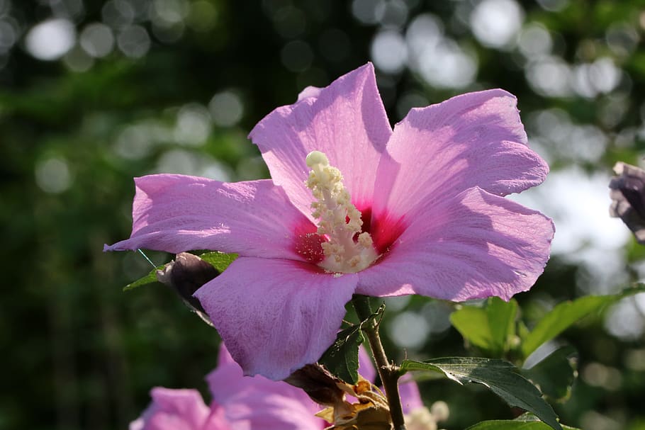 rose of sharon, south korea national, flowers, plants, pink