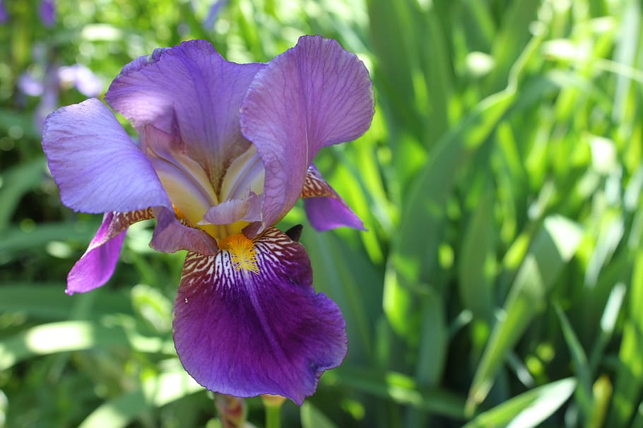 canada, halifax, purple, spring, garden, iris, closeup, yellow HD wallpaper