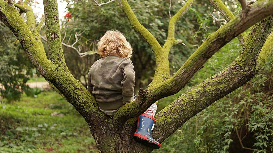 toddler sitting on tree, apparel, clothing, plant, human, person HD wallpaper