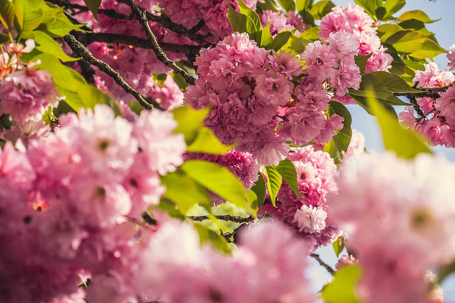 pink, nice, beautiful, spring, branch, leaf, flower, blossom HD wallpaper