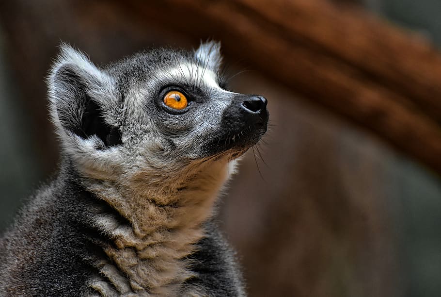monkey, lemur, cute, zoo, äffchen, sweet, animal, animal world HD wallpaper