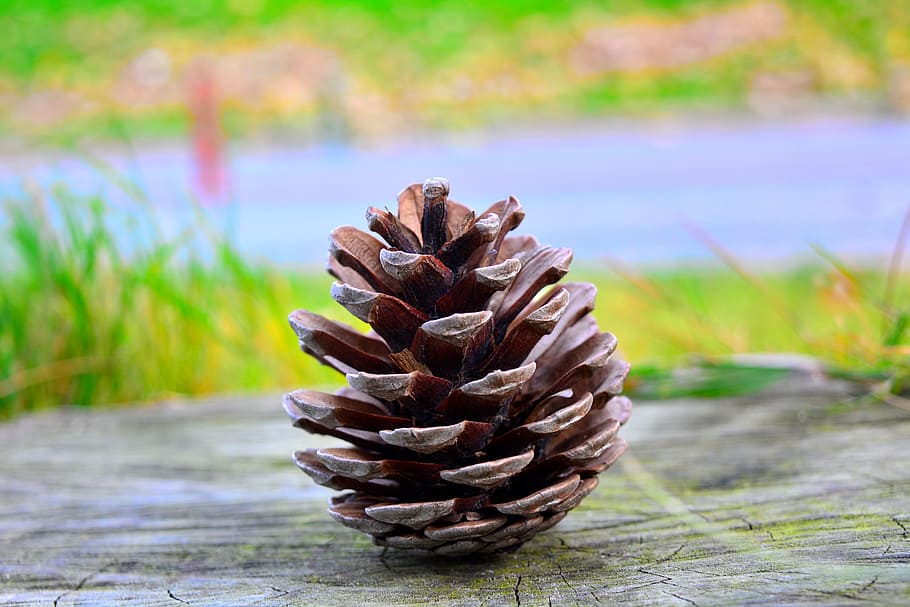 pine, cone, green, grass, plant, blur, pine cone, focus on foreground HD wallpaper