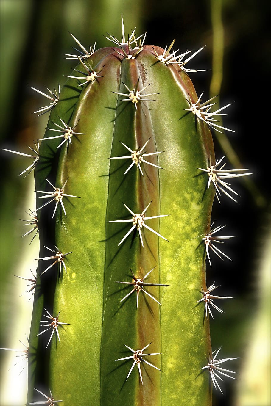 cactus, succulent, geometric, design, structure, spiky, pointy HD wallpaper