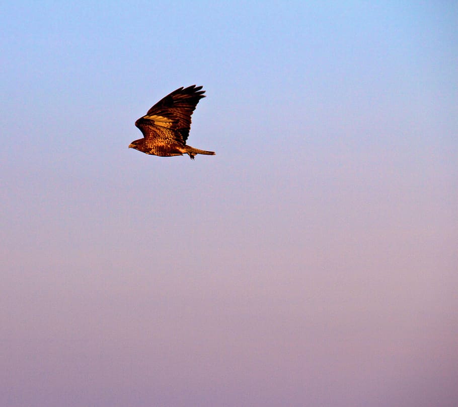 bird, animal, flying, eagle, accipiter, outdoors, nature, wildlife HD wallpaper