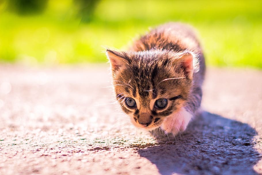 cat, pet, small, kitten, portrait, friendship, cute, trust HD wallpaper