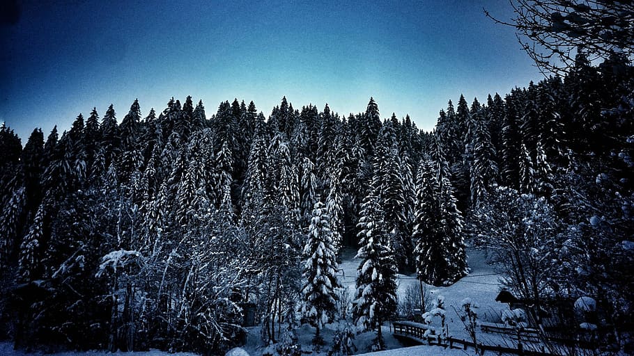 austria, rettenbach, rettenbach 1, sony, xperia, trees, winter, HD wallpaper