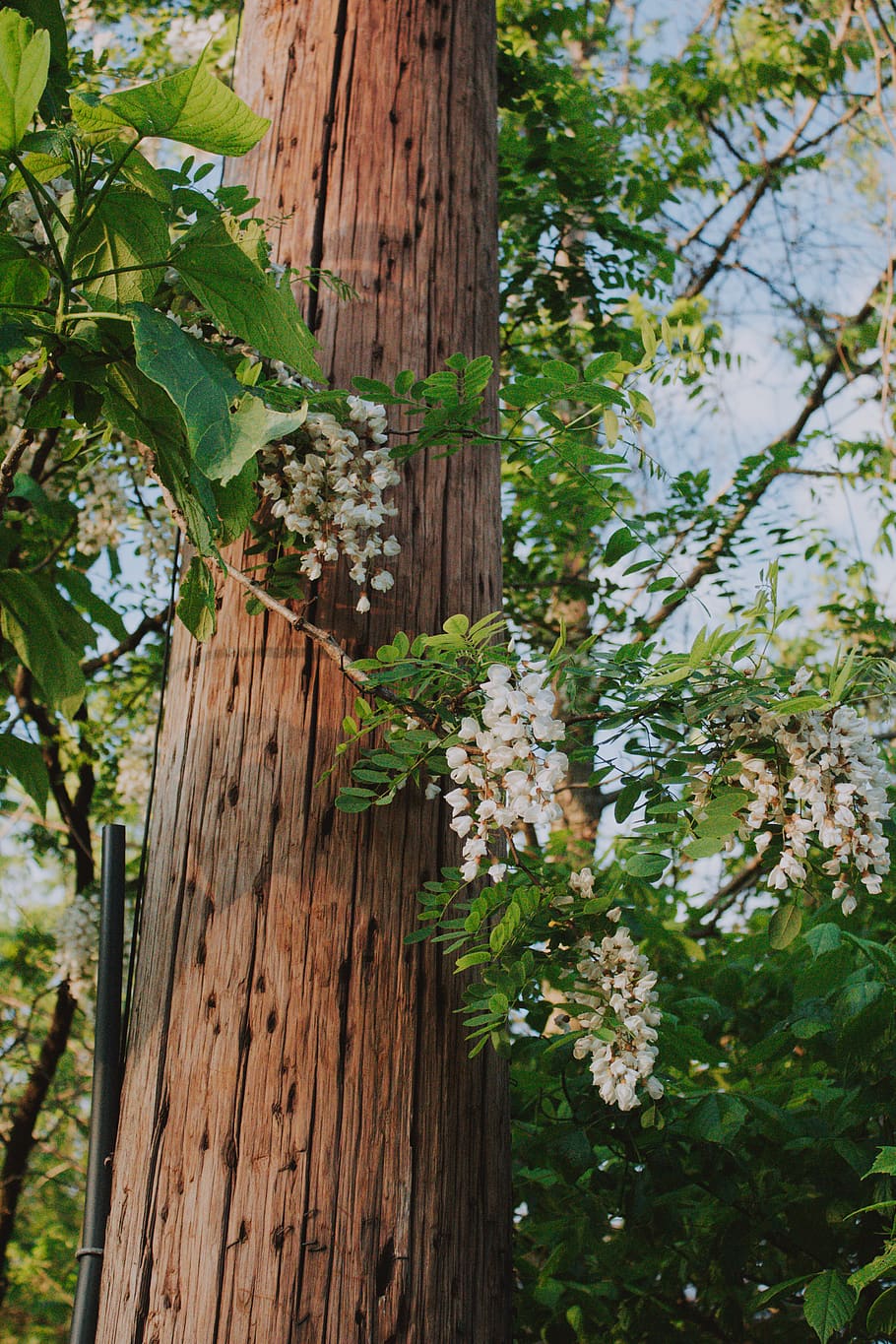 tree, plant, tree trunk, flower, nature, housing, building HD wallpaper