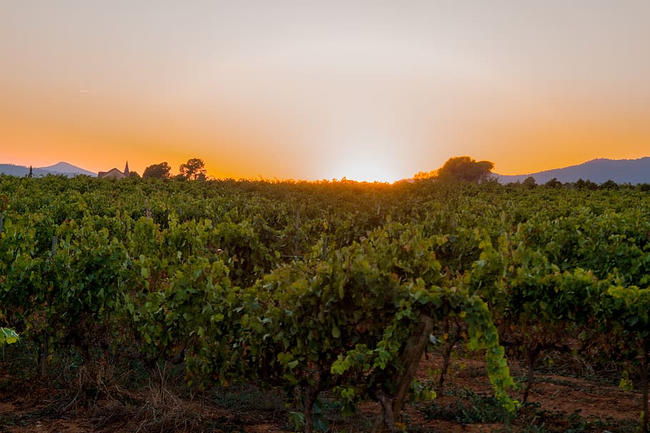 sunset, vineyard, grapes, landscape, plant, sky, scenics - nature HD wallpaper