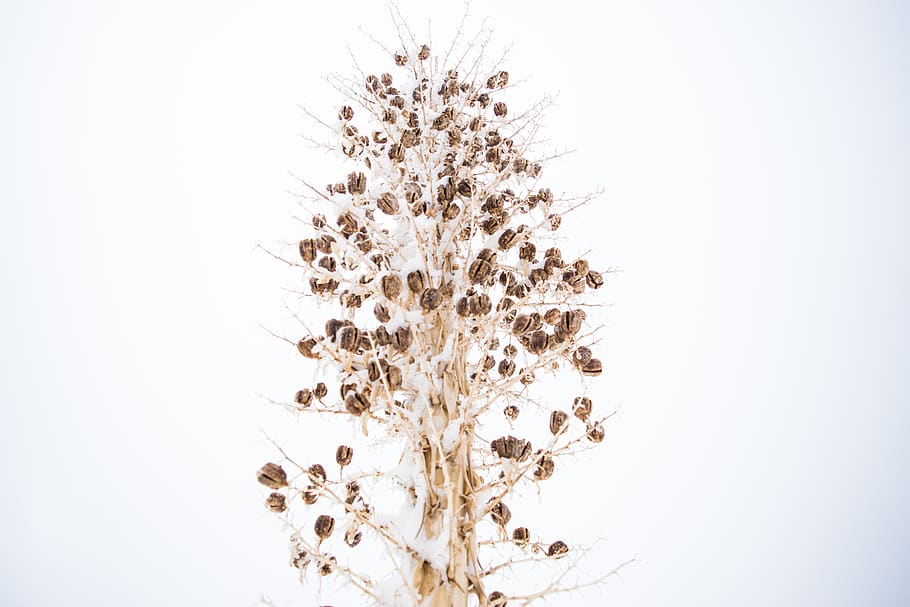 brown tree, plant, art, floral design, pattern, graphics, flower HD wallpaper