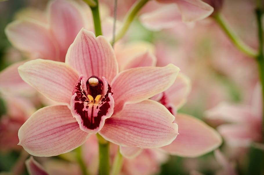 Pink Orchid Flowers, bloom, flowering plant, petal, fragility HD wallpaper