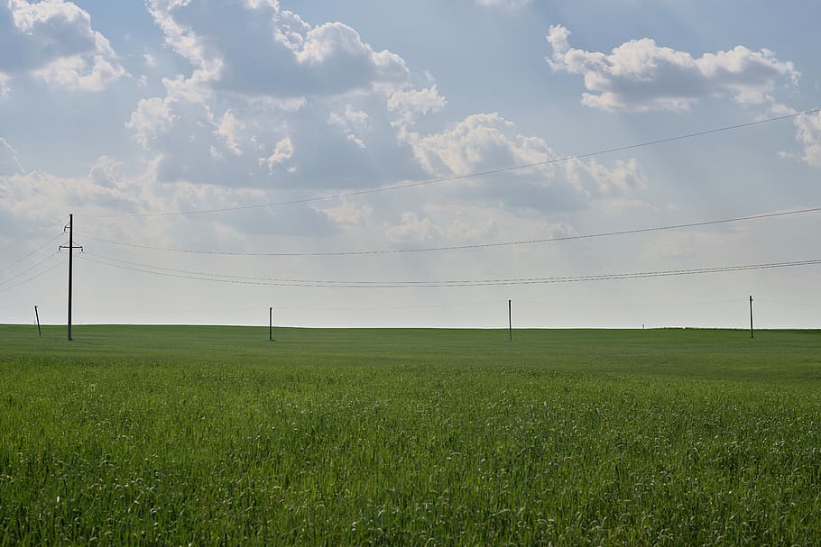 background, field, green, sky, summer, landscape, sunny, grass HD wallpaper