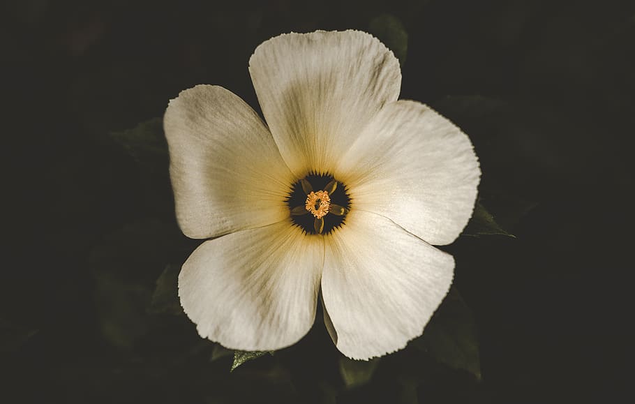 #flower, #yellow, flowering plant, fragility, inflorescence HD wallpaper