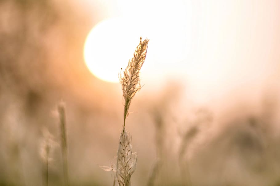 brown wheat field, plant, cereal plant, crop, sun, agriculture HD wallpaper
