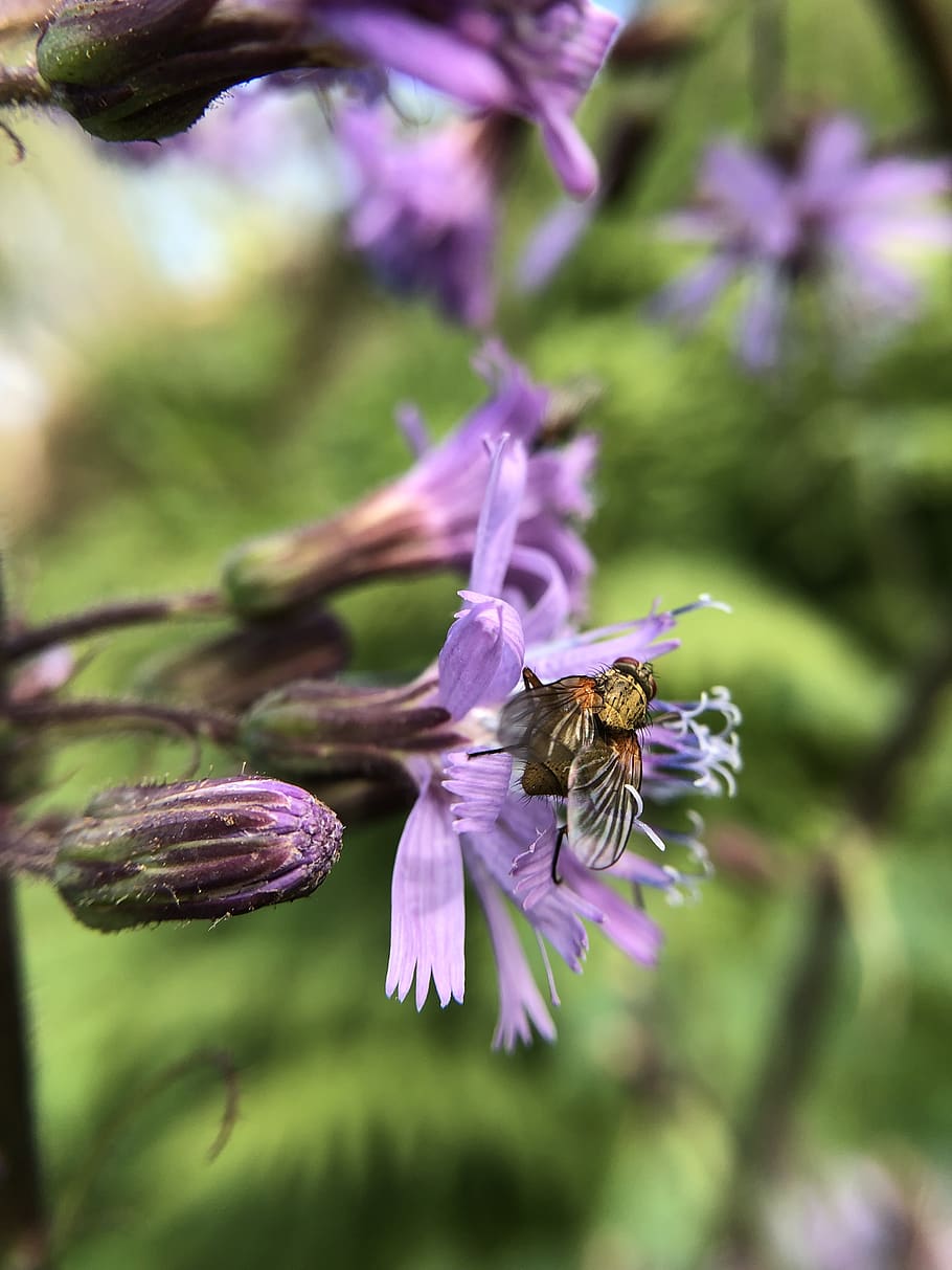 insect, insects, gadfly, animals, flower, nature, the wings HD wallpaper