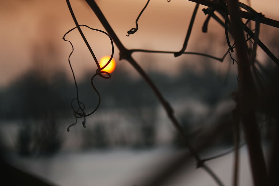 bokeh, sunset, sundown, warm, branch, no people, focus on foreground HD wallpaper