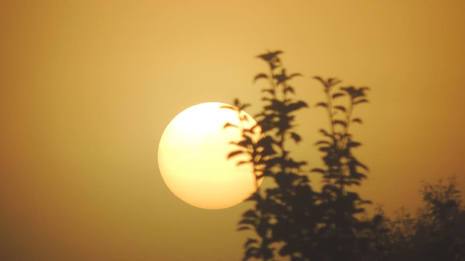 forest, tree, nature, natural, sun, photo, photography, sunset HD wallpaper