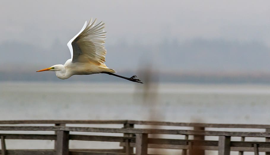 spring lake, egret, web, boardwalk, nature, water, mood, landscape HD wallpaper