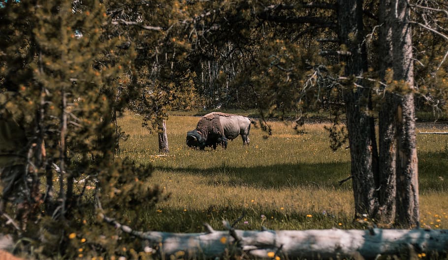 bison grazing on grass, animal, animal themes, mammal, plant HD wallpaper