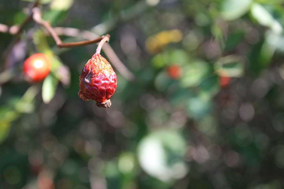 rosehips, red, dried, food and drink, freshness, fruit, healthy eating, HD wallpaper