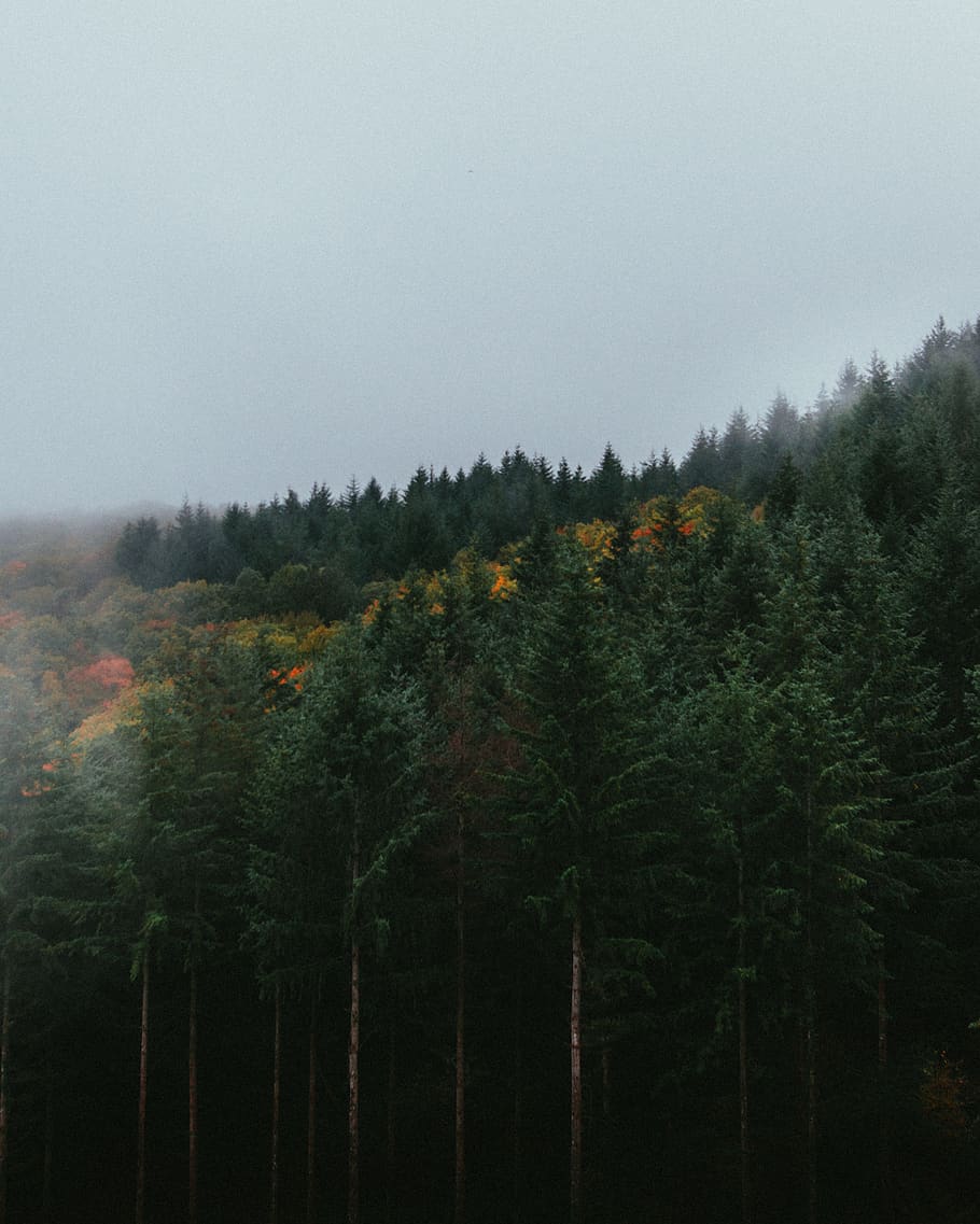 Selective Focus Photography of Green Leafed Tree, conifer, evergreen HD wallpaper