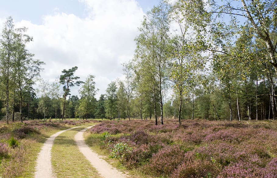brown pathway surrounded trees, dirt road, gravel, vaassen, kroondomein HD wallpaper