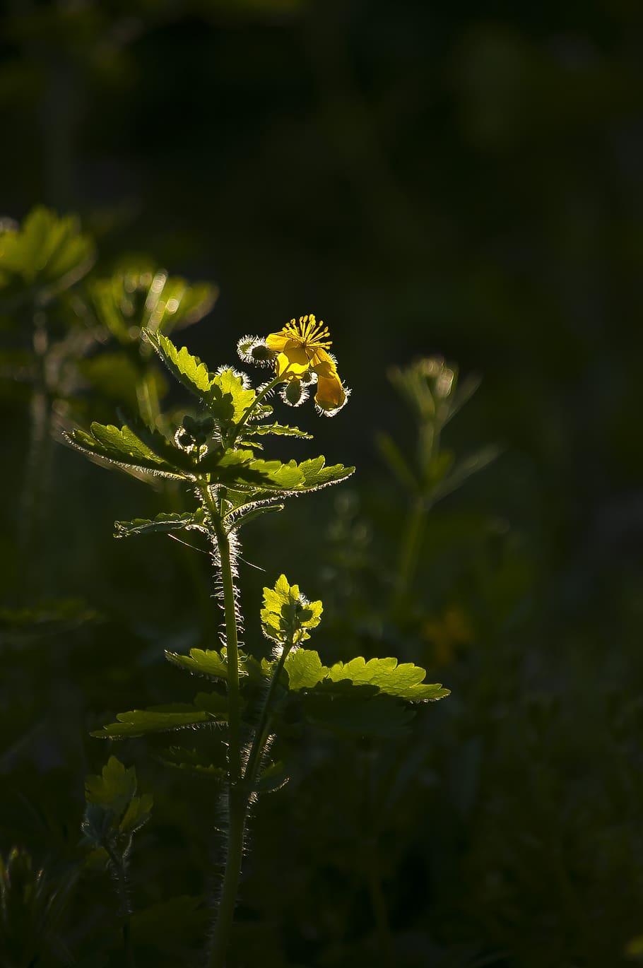 sun, flower, yellow, plant, growth, flowering plant, fragility HD wallpaper