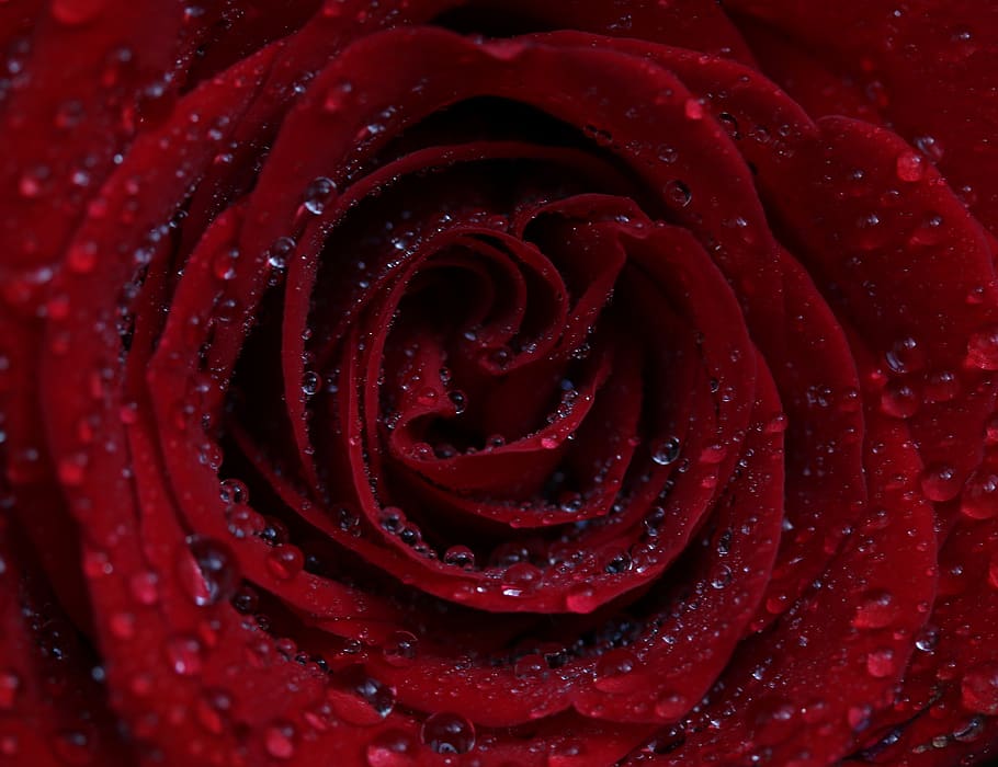 rose, red, drops, water, flower, romance, perfume, petal, wet HD wallpaper