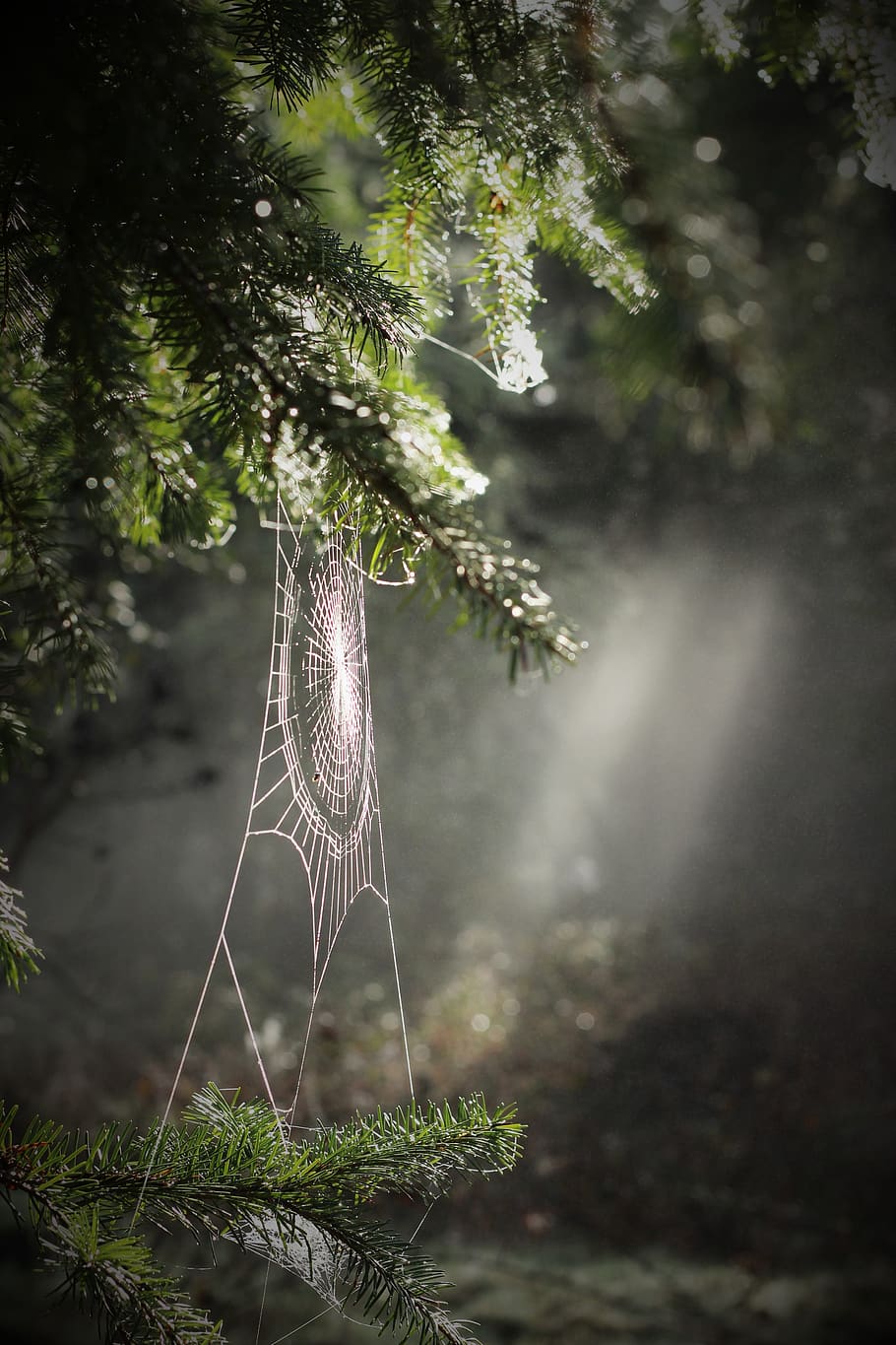 plant, tree, spider web, nature, no people, day, growth, fragility HD wallpaper