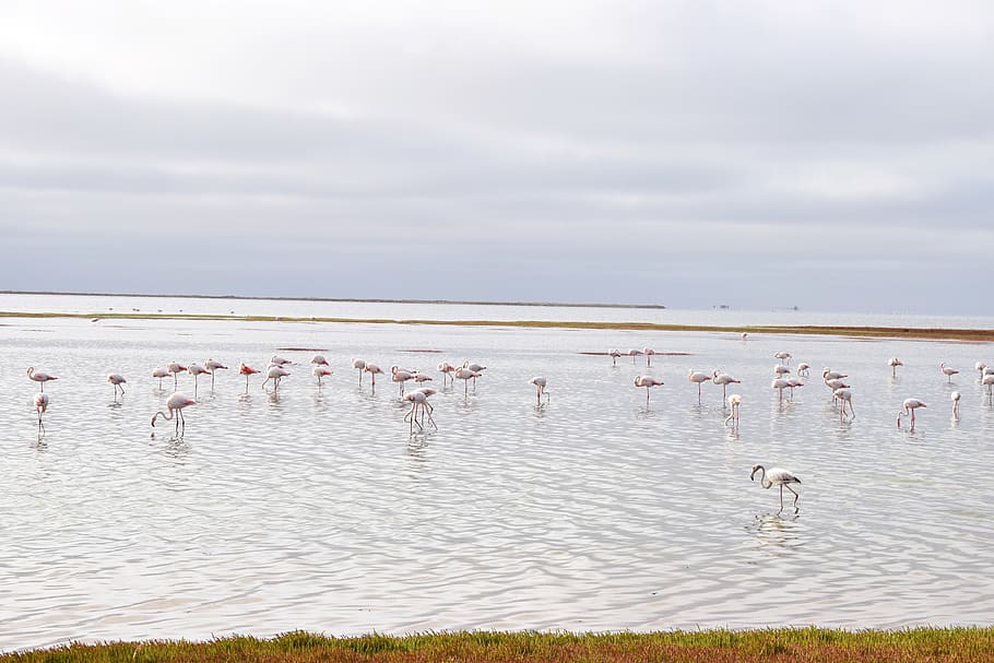 flamingos, walvisbay, namibia, ocean, feeding, africa, sea HD wallpaper