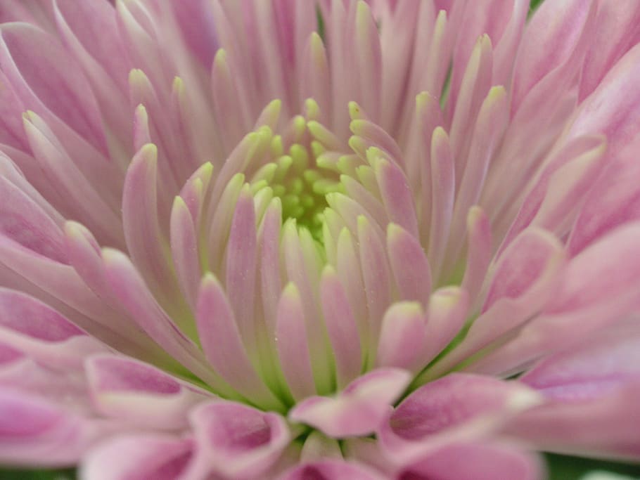 petals, outdoors, pink, plant, flower, flowering plant, beauty in nature HD wallpaper