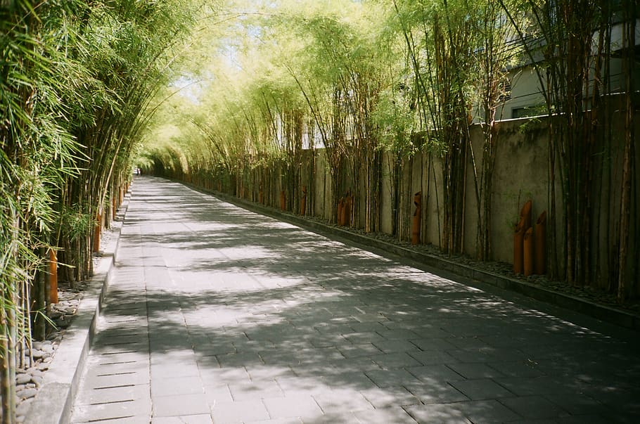 indonesia, bali, plant, tree, direction, the way forward, footpath HD wallpaper