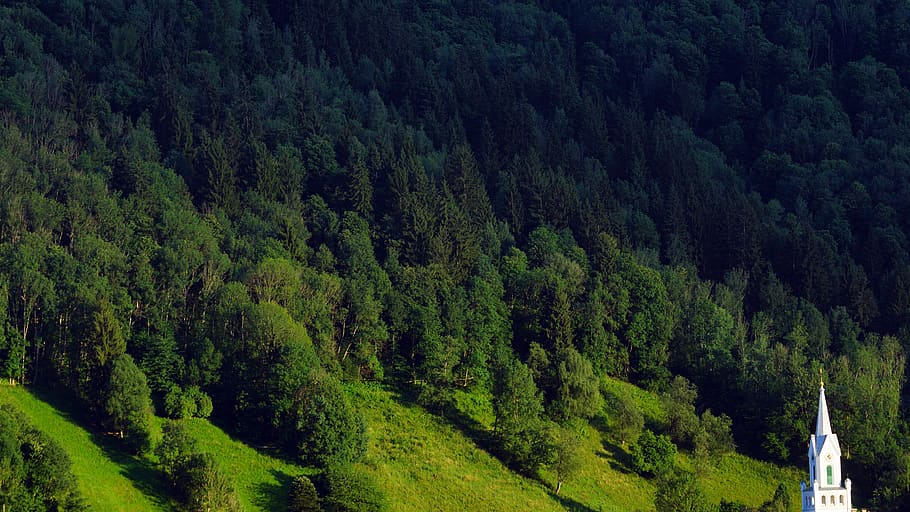 austria, schladming, tree, plant, green color, growth, forest HD wallpaper