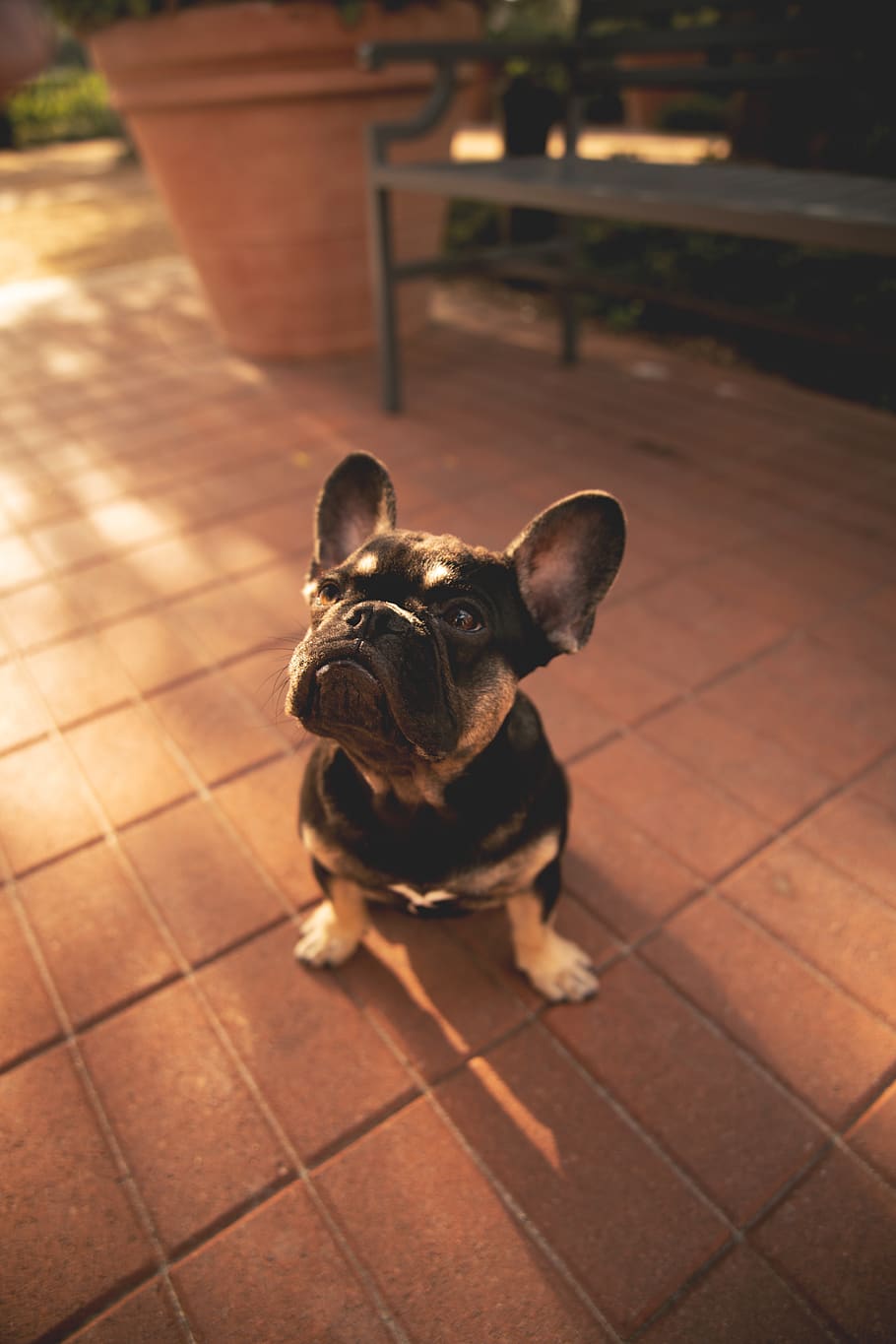 short-coat black puppy on brick ground, dog, pet, canine, animal, HD wallpaper