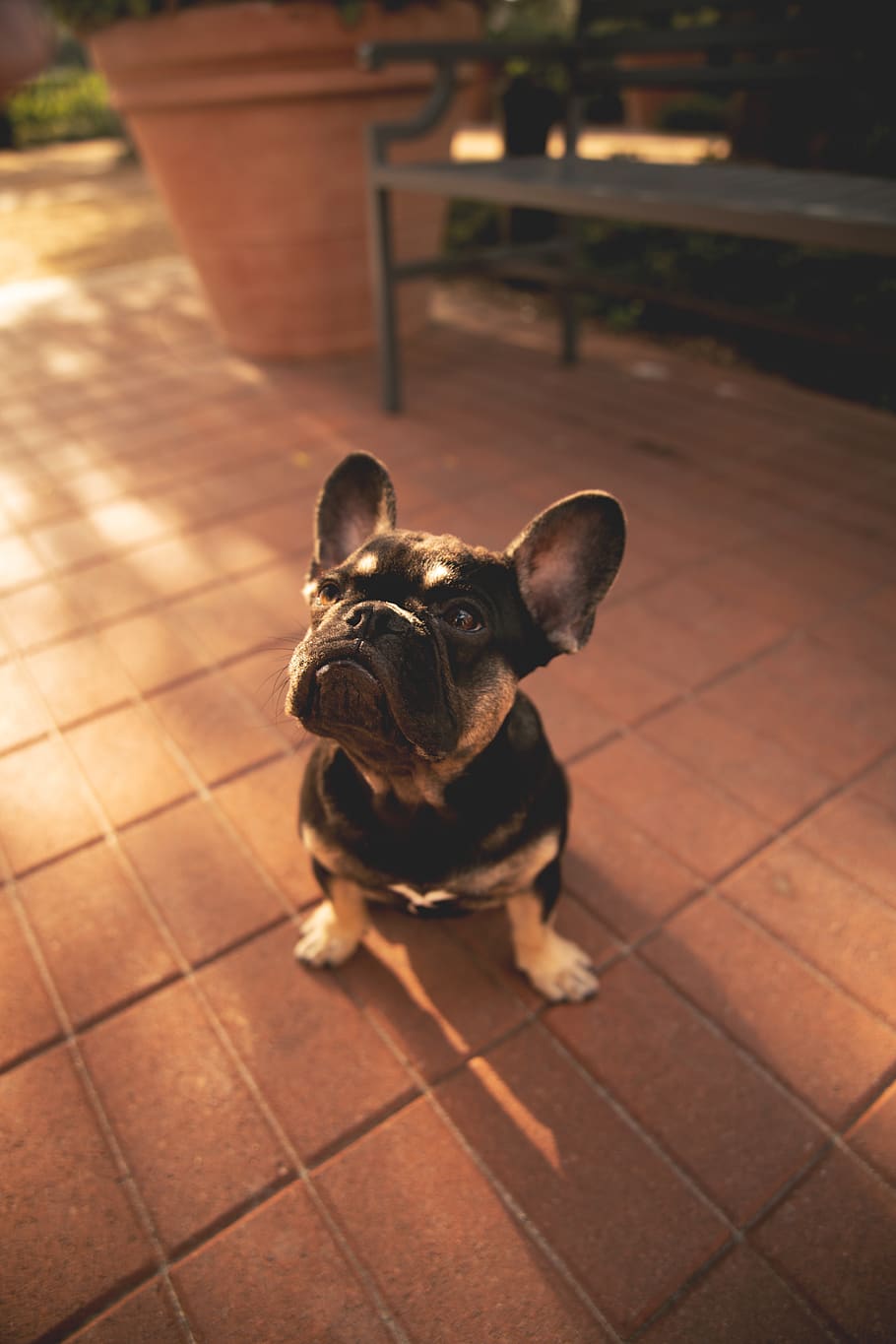 short-coat black puppy on brick ground, dog, pet, canine, animal