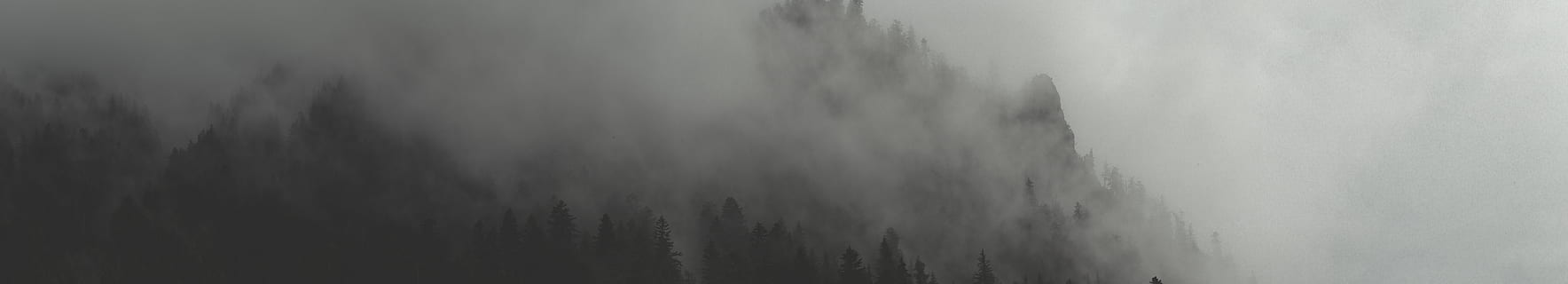 green trees during daytime, nature, weather, fog, mist, outdoors HD wallpaper