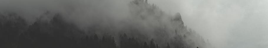 green trees during daytime, nature, weather, fog, mist, outdoors HD wallpaper
