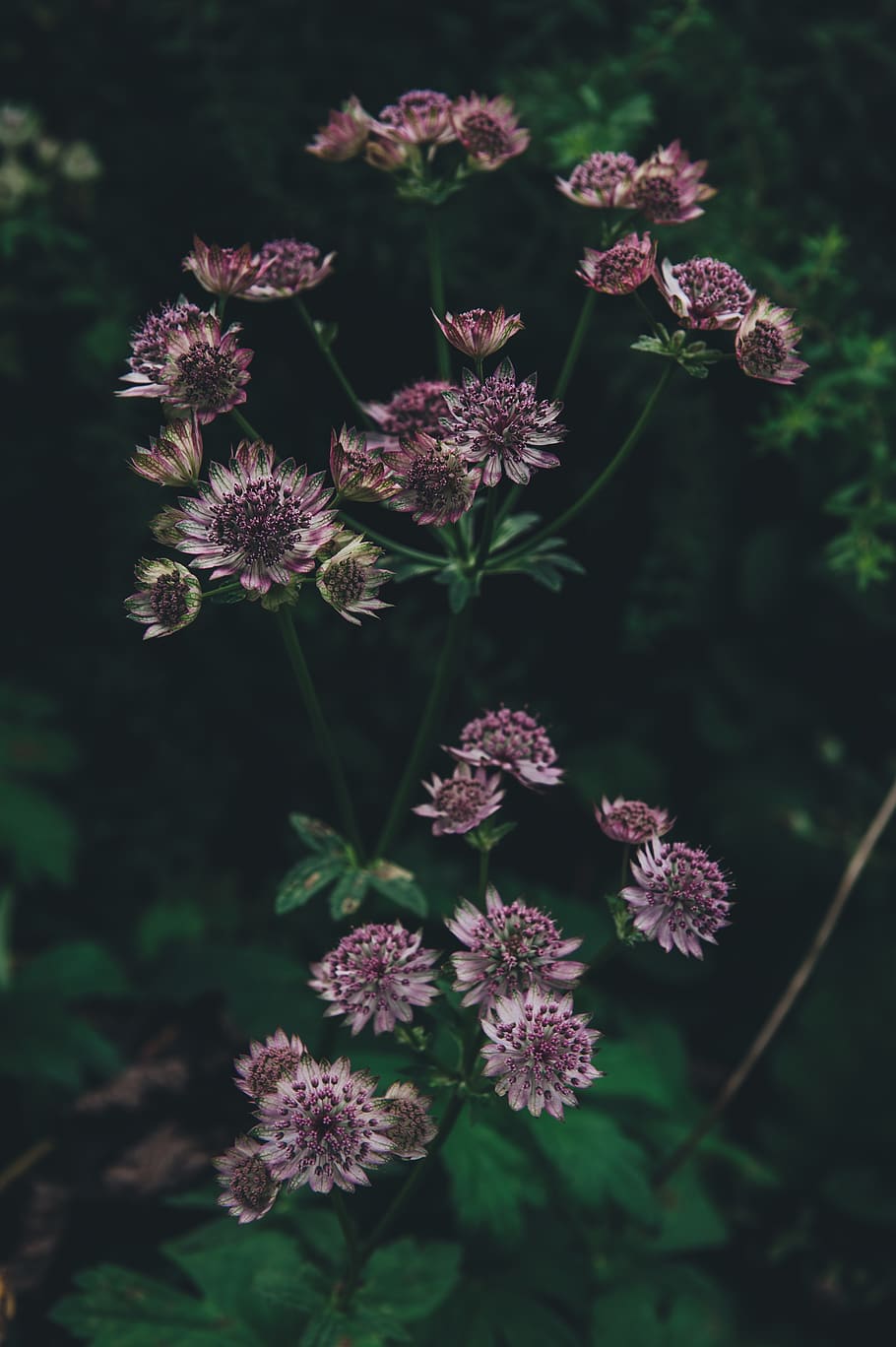 flower, plant, apiaceae, blossom, green, allium, flowers, vegetation HD wallpaper