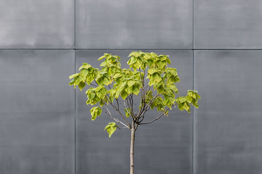 green leafed plant, tree, wall, urban, line, geometric, separated HD wallpaper