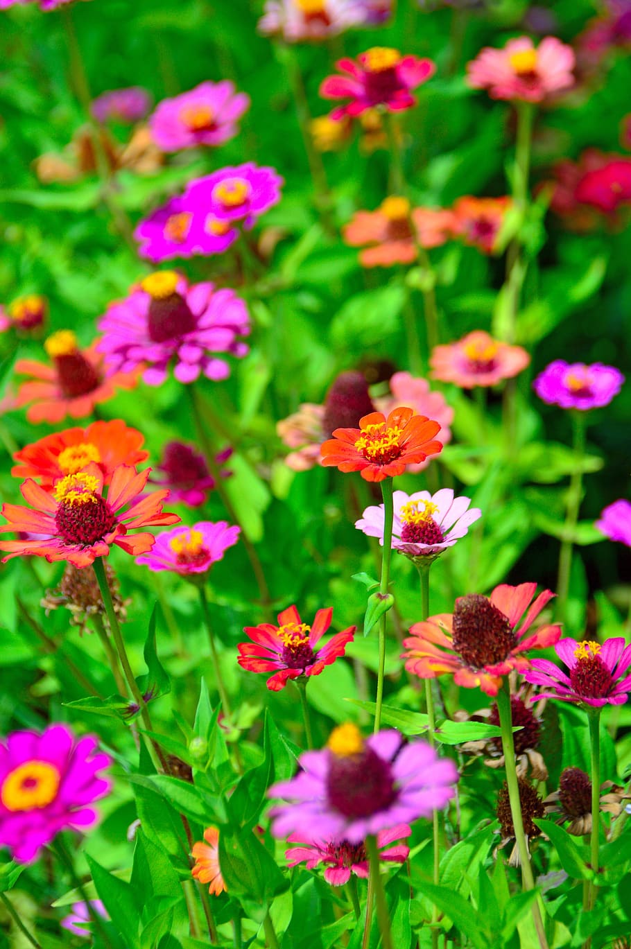 color, summer, flowers, nature, beautiful, wildflowers, beauty, HD wallpaper