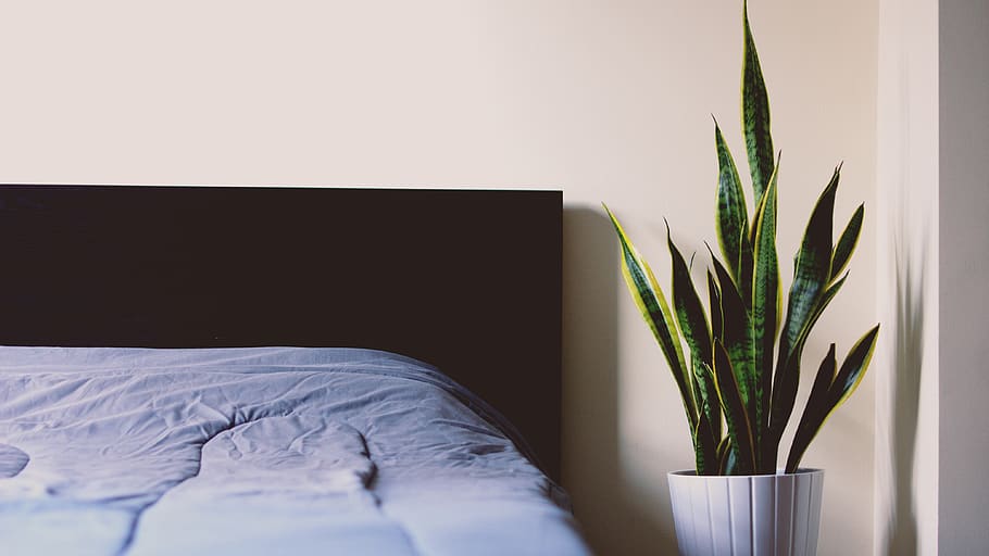 bed, sheet, sleep, relax, plant, room, house, flowerpot, furniture HD wallpaper