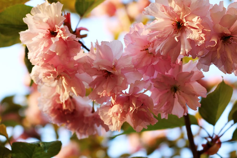 pink, flowers, tree, spring, nature, leaves, green, flowering plant HD wallpaper