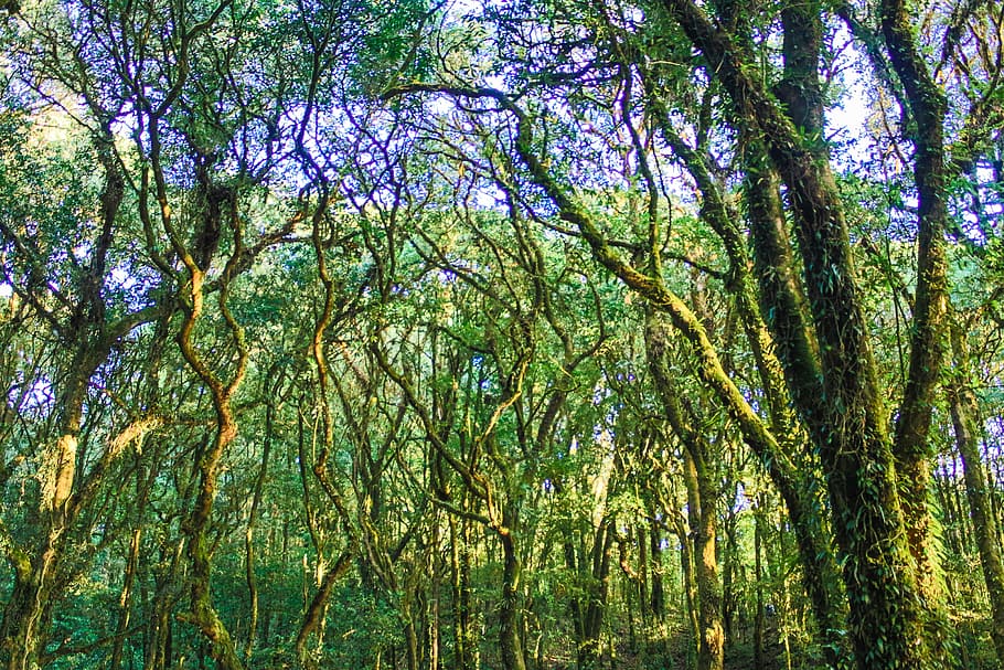 Trees With Moss, branches, forest, nature, outdoors, rainforest HD wallpaper
