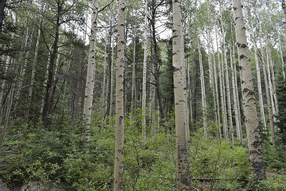 exappiah, trees, forest, plant, land, tree trunk, woodland HD wallpaper